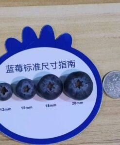 Alternative view of Bluebrry	F6 Premium grade product(Class A), diameter 15mm, specifications: 125g x 12, weight (kg): 1.9kg, net weight (kg): 1.5kg