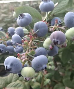 Alternative view of Bluebrry	F6 Premium grade product(Class A), diameter 12mm, specifications: 125g x 12, weight (kg): 1.9kg, net weight (kg): 1.5kg